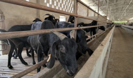 羊圈吃瓜爆料图片大全集,揭秘娱乐圈幕后真相图片大全集